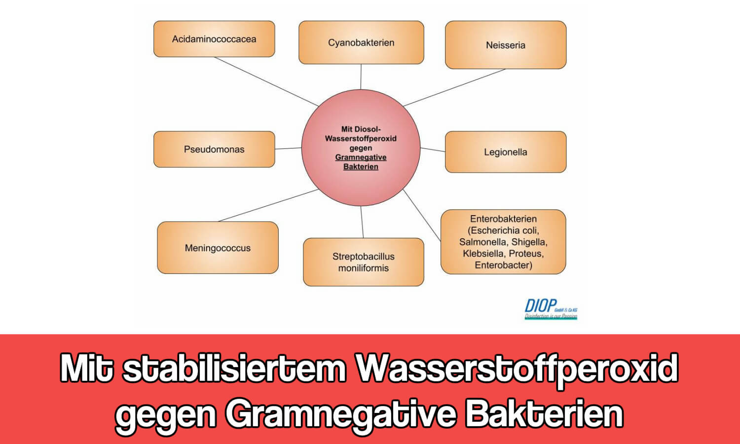 Gramnegative Bakterien